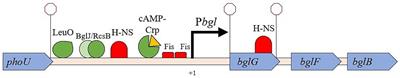 The effect of DNA-binding proteins on insertion sequence element transposition upstream of the bgl operon in Escherichia coli